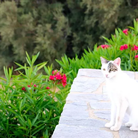 Nefeli Apartment Drios