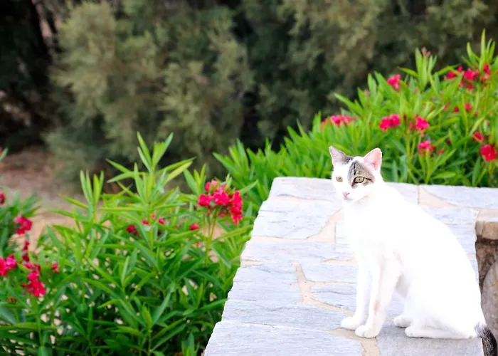 Nefeli Apartamento Drios