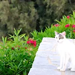 νεφέλη Διαμέρισμα Δρυός